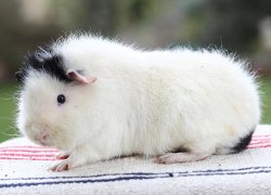 file:///home/bigi/Desktop/cobaya/images/Internetbilder/26.3.11.Mr.Jingles.JPG