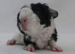 file:///home/bigi/Desktop/cobaya/images/Internetbilder/Abendstern.JPG