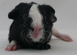 file:///home/bigi/Desktop/cobaya/images/Internetbilder/Adamant.JPG