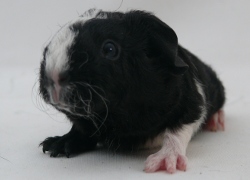 file:///home/bigi/Desktop/cobaya/images/Internetbilder/Anarion.JPG
