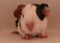 file:///home/bigi/Desktop/cobaya/images/Internetbilder/Arathon.JPG