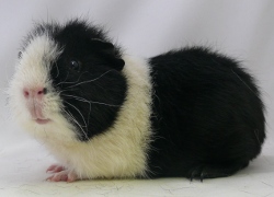 file:///home/bigi/Desktop/cobaya/images/Internetbilder/Arathon2l.JPG
