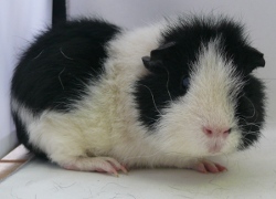 file:///home/bigi/Desktop/cobaya/images/Internetbilder/Arathon2r.JPG