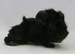 file:///home/bigi/Desktop/cobaya/images/Internetbilder/Athelasr.JPG