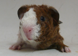file:///home/bigi/Desktop/cobaya/images/Internetbilder/Balrog.JPG