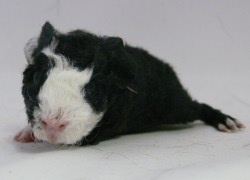 file:///home/bigi/Desktop/cobaya/images/Internetbilder/Belladonna.JPG