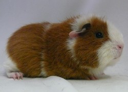 file:///home/bigi/Desktop/cobaya/images/Internetbilder/Bellar.JPG