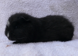 file:///home/bigi/Desktop/cobaya/images/Internetbilder/Benil.JPG