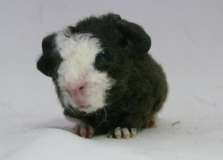 file:///home/bigi/Desktop/cobaya/images/Internetbilder/Bilbo.JPG
