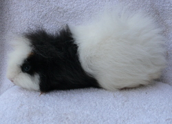 file:///home/bigi/Desktop/cobaya/images/Internetbilder/Ch-Jungs%20004.JPG