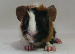 file:///home/bigi/Desktop/cobaya/images/Internetbilder/Cirion.JPG