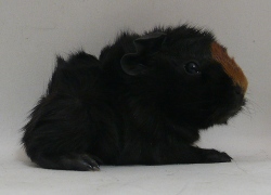 file:///home/bigi/Desktop/cobaya/images/Internetbilder/Clownr.JPG
