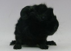 file:///home/bigi/Desktop/cobaya/images/Internetbilder/Dobby.JPG