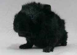 file:///home/bigi/Desktop/cobaya/images/Internetbilder/Dunadan.JPG