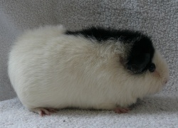 file:///home/bigi/Desktop/cobaya/images/Internetbilder/Elanorr.JPG
