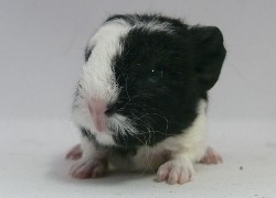 file:///home/bigi/Desktop/cobaya/images/Internetbilder/Elrond.JPG