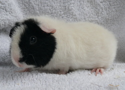 file:///home/bigi/Desktop/cobaya/images/Internetbilder/Elrondln.JPG