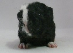 file:///home/bigi/Desktop/cobaya/images/Internetbilder/Enya.JPG