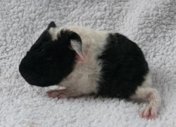 file:///home/bigi/Desktop/cobaya/images/Internetbilder/Eomirl.JPG