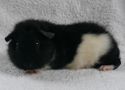 file:///home/bigi/Desktop/cobaya/images/Internetbilder/Fangornnl.JPG