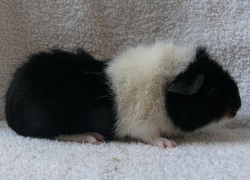 file:///home/bigi/Desktop/cobaya/images/Internetbilder/Finduilasrn.JPG