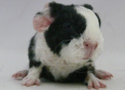file:///home/bigi/Desktop/cobaya/images/Internetbilder/Finwe.JPG