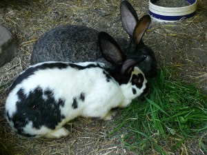 file:///home/bigi/Desktop/cobaya/images/Internetbilder/FionaFlocke%20(5).JPG