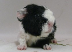 file:///home/bigi/Desktop/cobaya/images/Internetbilder/Frodoo.JPG