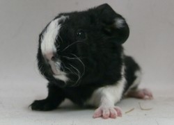 file:///home/bigi/Desktop/cobaya/images/Internetbilder/Fuchur.JPG