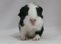 file:///home/bigi/Desktop/cobaya/images/Internetbilder/Galladriel.JPG