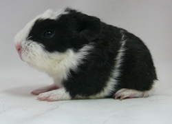 file:///home/bigi/Desktop/cobaya/images/Internetbilder/Galladriell.JPG