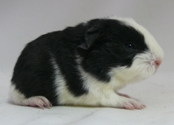 file:///home/bigi/Desktop/cobaya/images/Internetbilder/Galladrielr.JPG