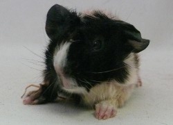 file:///home/bigi/Desktop/cobaya/images/Internetbilder/Gildor.JPG