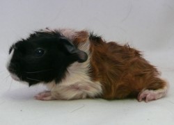 file:///home/bigi/Desktop/cobaya/images/Internetbilder/Gildorl.JPG