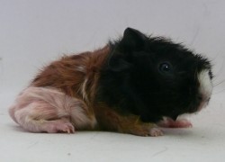 file:///home/bigi/Desktop/cobaya/images/Internetbilder/Gildorr.JPG