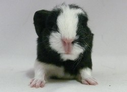 file:///home/bigi/Desktop/cobaya/images/Internetbilder/Gilgalad.JPG