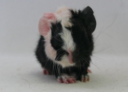 file:///home/bigi/Desktop/cobaya/images/Internetbilder/Gilthoniel.JPG
