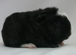 file:///home/bigi/Desktop/cobaya/images/Internetbilder/Goldbeerer.JPG