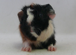 file:///home/bigi/Desktop/cobaya/images/Internetbilder/Goldblume.JPG
