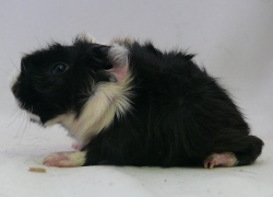 file:///home/bigi/Desktop/cobaya/images/Internetbilder/Goldblumel.JPG