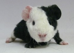 file:///home/bigi/Desktop/cobaya/images/Internetbilder/Hagrid.JPG