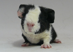 file:///home/bigi/Desktop/cobaya/images/Internetbilder/Harry.JPG