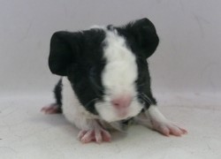 file:///home/bigi/Desktop/cobaya/images/Internetbilder/Harryy.JPG
