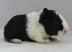 file:///home/bigi/Desktop/cobaya/images/Internetbilder/Harryyl.JPG