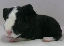 file:///home/bigi/Desktop/cobaya/images/Internetbilder/Harryyr.JPG