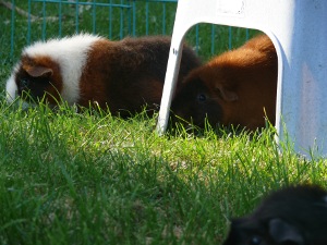 file:///home/bigi/Desktop/cobaya/images/Internetbilder/HectorHektor.JPG