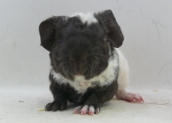 file:///home/bigi/Desktop/cobaya/images/Internetbilder/Hedwyg.JPG