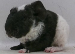 file:///home/bigi/Desktop/cobaya/images/Internetbilder/Hedwygl.JPG