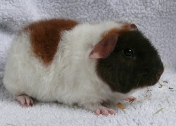 file:///home/bigi/Desktop/cobaya/images/Internetbilder/Helenar.JPG