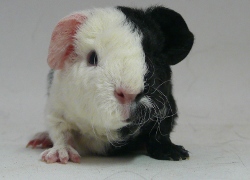 file:///home/bigi/Desktop/cobaya/images/Internetbilder/Hermine.JPG